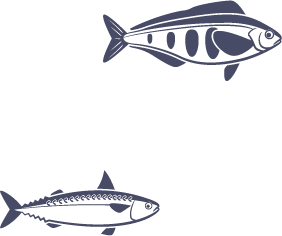 魚イラスト①