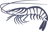 魚イラスト④